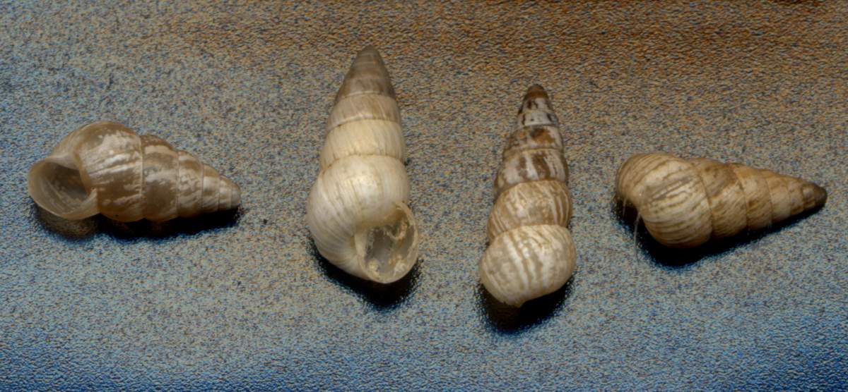 Cochlicella acuta